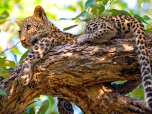 Okavango verdoyant, désert & safari au Botswana