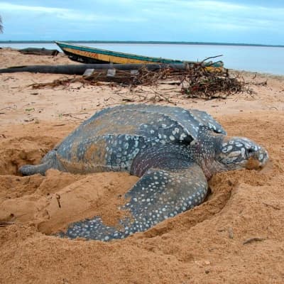 Journée sur l'île de Boipeba