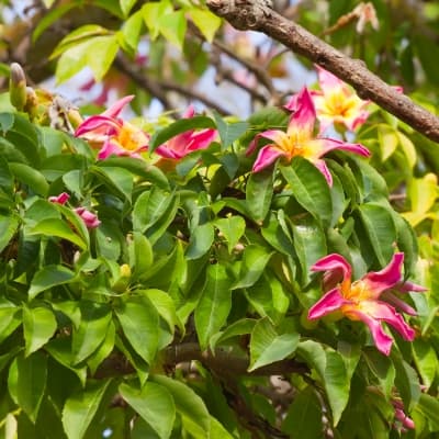 Le Jardin botanique